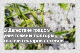 В Дагестане градом уничтожены полторы тысячи гектаров посевов