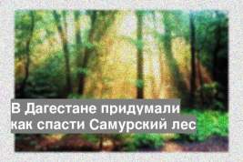 В Дагестане придумали как спасти Самурский лес