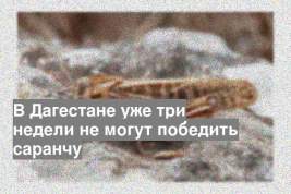 В Дагестане уже три недели не могут победить саранчу
