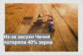 Из-за засухи Чечня потеряла 40% зерна