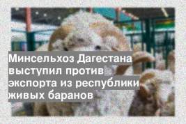 Минсельхоз Дагестана выступил против экспорта из республики живых баранов