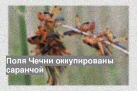 Поля Чечни оккупированы саранчой