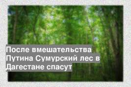 После вмешательства Путина Сумурский лес в Дагестане спасут