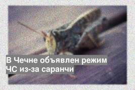 В Чечне объявлен режим ЧС из-за саранчи