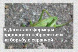 В Дагестане фермеры предлагают «сброситься» на борьбу с саранчой
