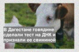 В Дагестане говядине сделали тест на ДНК и признали ее свининой