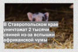 В Ставропольском крае уничтожат 2 тысячи свиней из-за вспышки африканской чумы