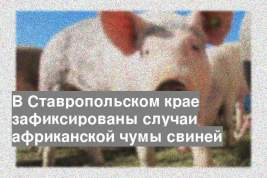 В Ставропольском крае зафиксированы случаи африканской чумы свиней