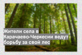 Жители села в Карачаево-Черкесии ведут борьбу за свой лес